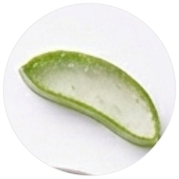 Aloe vera, ingrédient hydratant de la gelée coiffante pour cheveux bouclés
